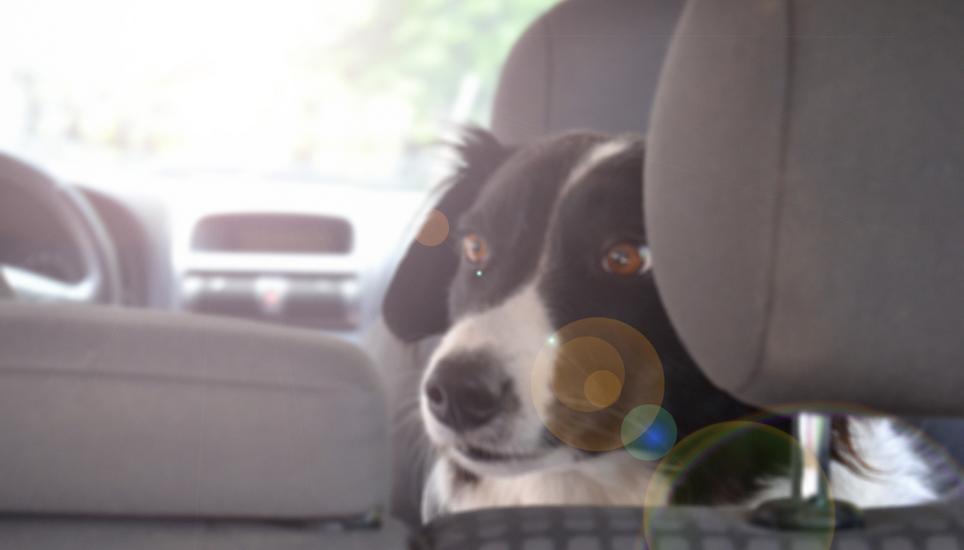 Hund bei Hitze im Auto - Was kann ich tun - darf ich Scheibe einschlagen?