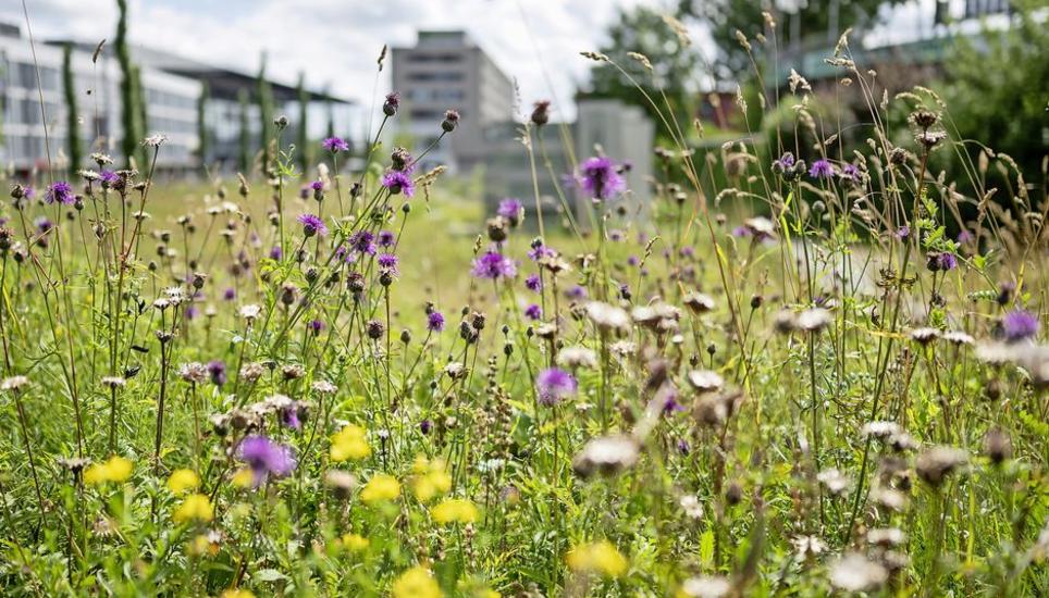 Wildblumen wachsen auf einer Flaeche vor der Offenen Rennbahn, fotografiert am Sonntag, 16. Juni 2024 in Zuerich Oerlikon. (KEYSTONE/Christian Beutler)