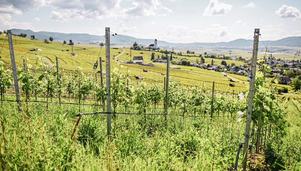 Themenbild Reben und junge Trauben am Rebberg in Hallau mit der Bergkirche im Hintergrund, am Mittwoch, 12. Juni 2024. (Melanie Duchene / Schaffhauser Nachrichten)