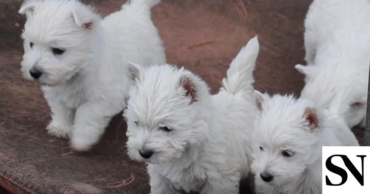 «Viele sehen im Westie leider nur den CesarHund» Schaffhauser